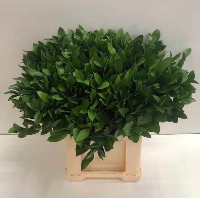 Leaf ruscus.jpg